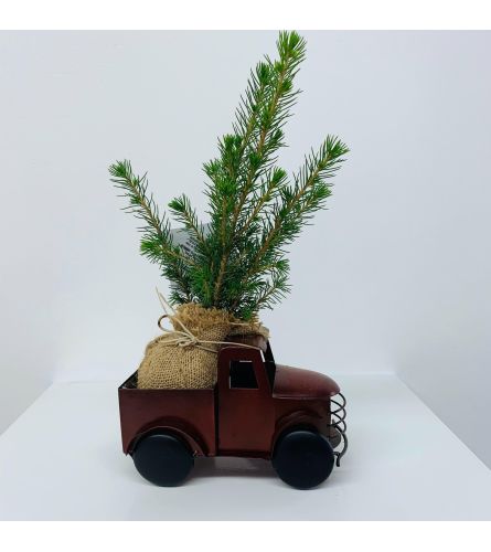 Evergreen Tree Pickup Truck - Small. An arrangement by Roma James Gifts.