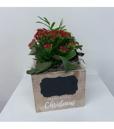 Countdown to Christmas Kalanchoe Planter. An arrangement by Anderson Flowers.