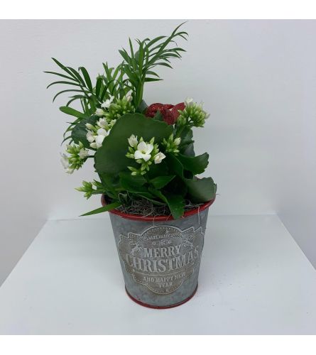 The Christmas Carol Planter Garden - Round