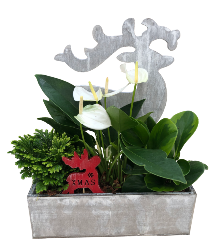 Raindeer Planter Dish Garden