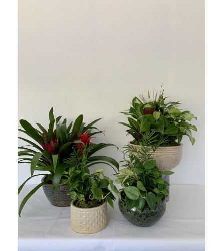 Dish Garden 6 Inch pot