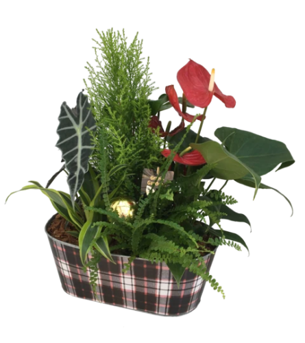 Plaid Tin Anthurium Planter