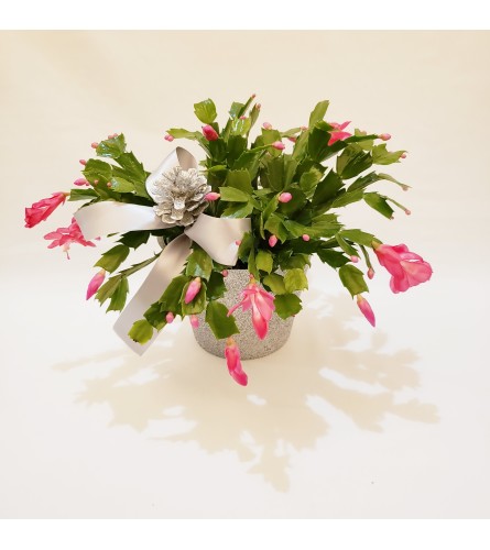 Festive Christmas cactus. An arrangement by Prestige Floral.