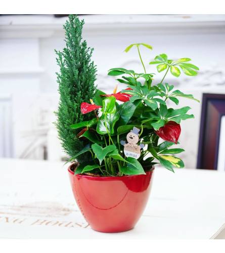 Festive Planter