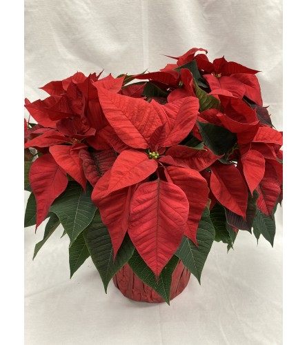 10 Beautiful Red Poinsettia Plant. An arrangement by Balloon Bouquets Plus.