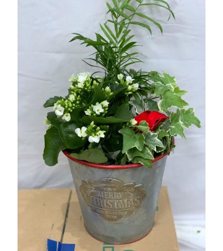 Christmas Carol Planter Garden - Medium