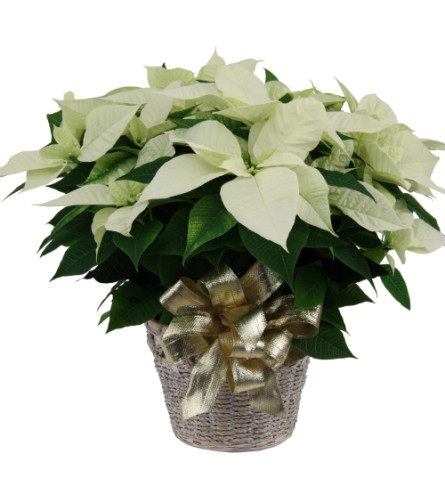 Christmas Poinsettia White