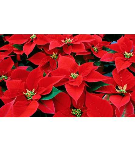 Donato's Exclusive Poinsettias. An arrangement by Donato's Floral.