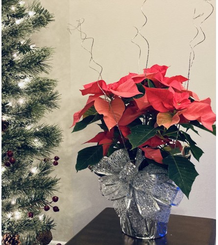 Christmas Sparkle Poinsettia