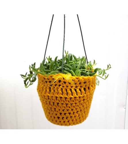 Sweater Weather 6" Hanging Succulent