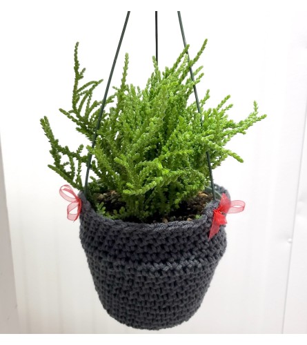 Sweater Weather 6" Hanging Green Plant