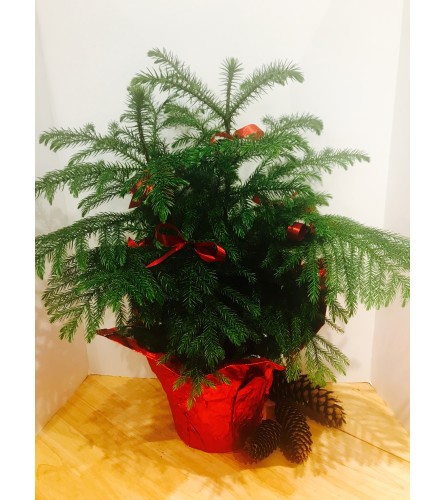 Jennings Norfolk pine tree