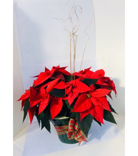 Holiday Poinsettias - Deluxe. An arrangement by Nicol Florist.