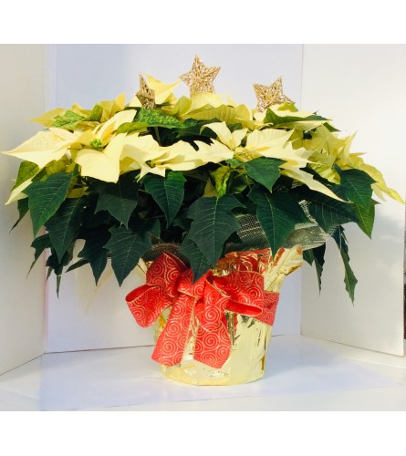 Holiday White Poinsettia