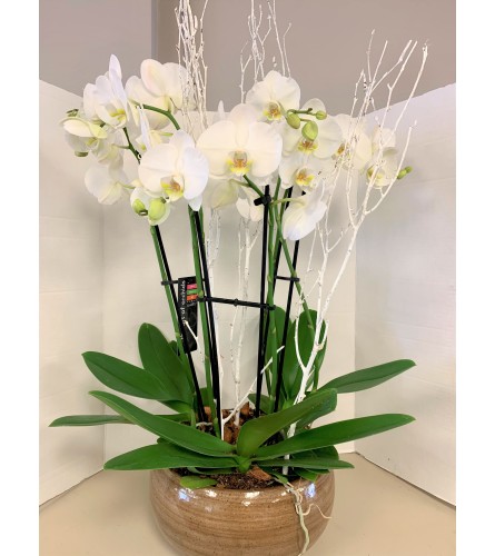 Stunning White Orchids