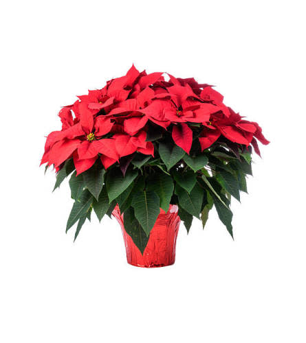 Classic 10in Red Poinsettia