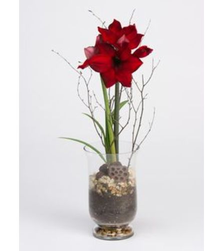 Amaryllis plant BF