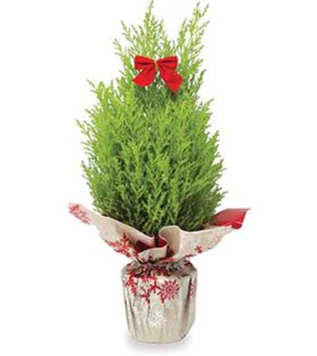 Christmas Lemon  Cypress Tree