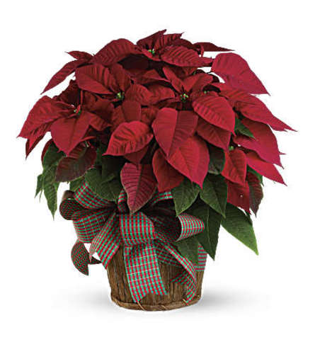 Holiday Red Poinsettias