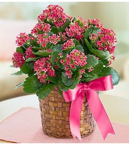 Kalanchoe - Color May Vary