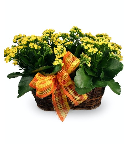 Double Kalanchoe Basket - Colors may vary