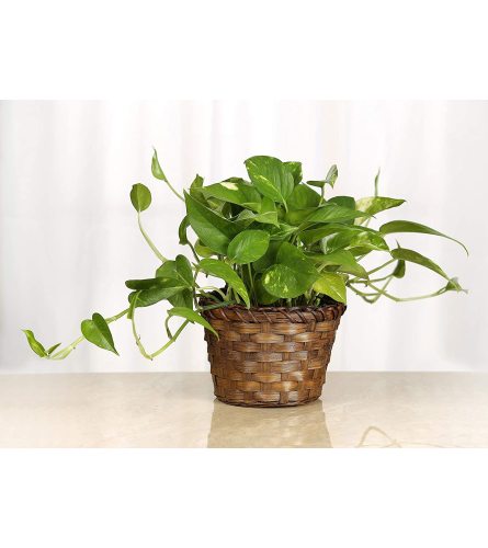 Pothos Ivy Plant