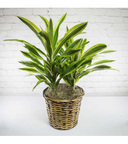 Lemon Lime Dracaena