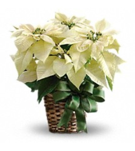 Holiday's White Poinsettia