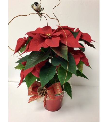 Single Poinsettia Plant Decorated