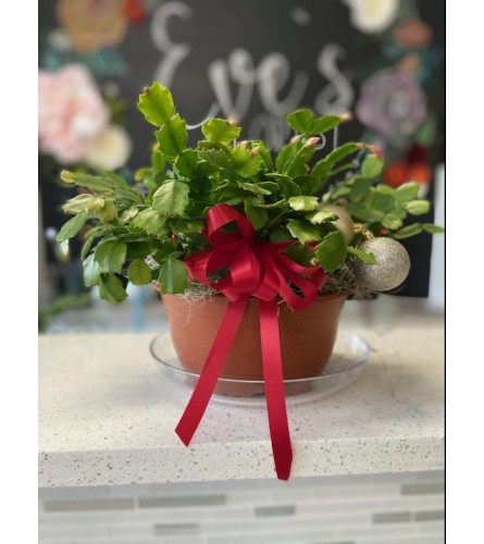 Christmas Cactus Plant