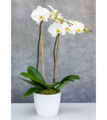 Double Stem White Orchid