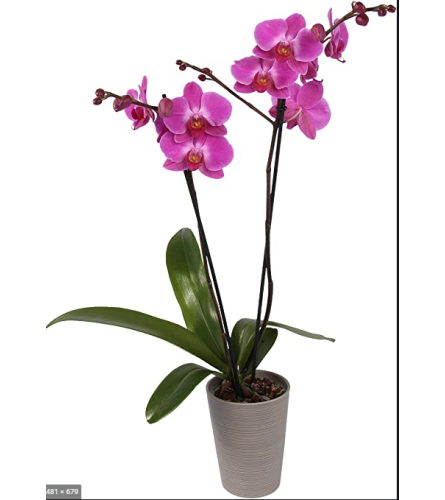 Double Stem Purple Orchid