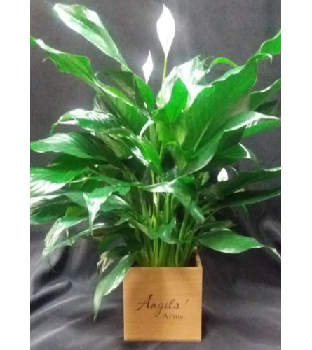 Angels' Arms Peace Lily