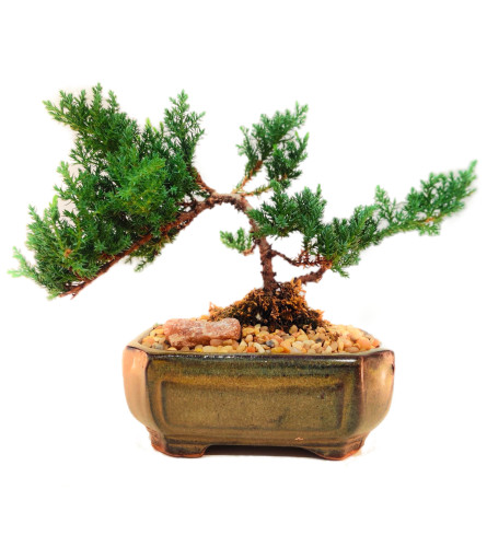 Bonsai Tree - Juniper