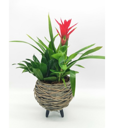 Pedestal Bromeliad Planter. An arrangement by The Garden Gate Gifts and Florals.