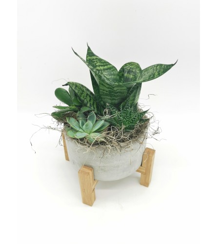 Pedestal Concrete Succulent Planter. An arrangement by The Garden Gate Gifts and Florals.