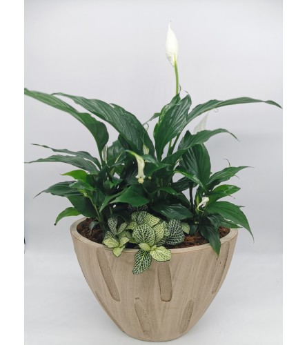 Bamboo Peace Lily Planter