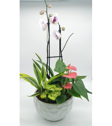 Modern Orchid Planter