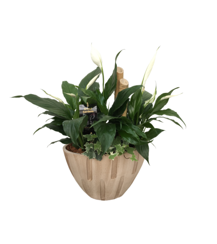 Cream Sympathy Planter