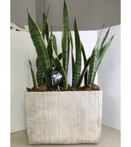 Large Modern Sansevieria