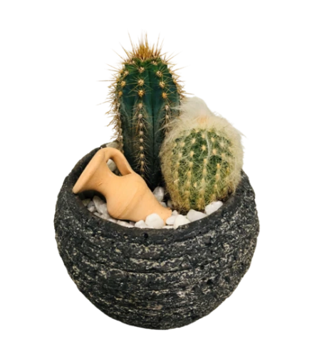 Small Cacti Planter. An arrangement by Owen Sound Flowers.