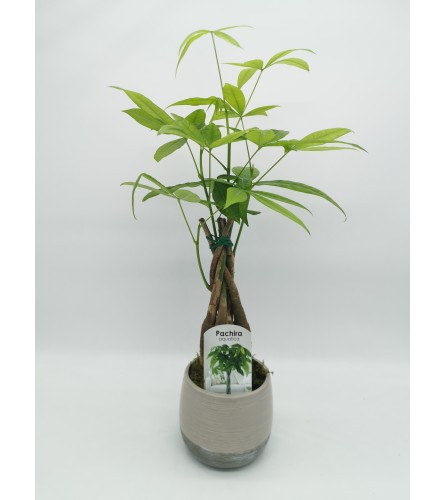 Money Tree Planter. An arrangement by The Garden Gate Gifts and Florals.