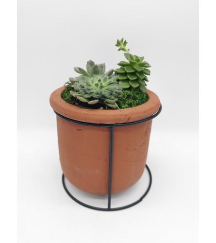 Terra Cotta Wire Frame Planter