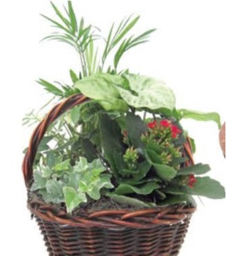 Round Planter Basket