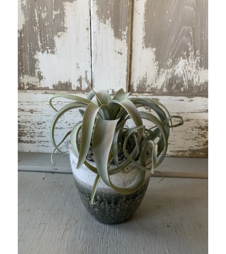 Silk Curly Air Plant in Pot