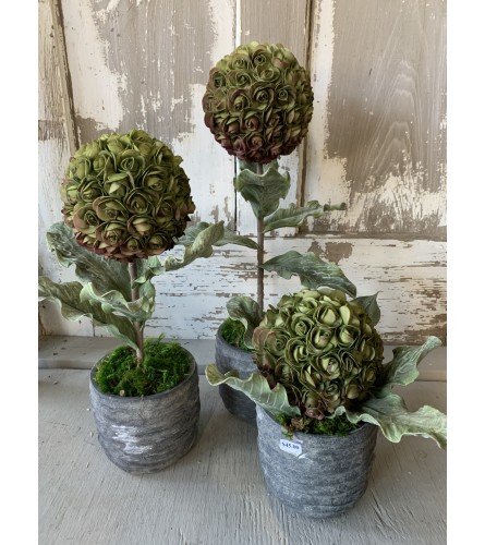 Lollipop Rose in Pot. An arrangement by Metcalfe Florist and Pleasant View Greenhouses.