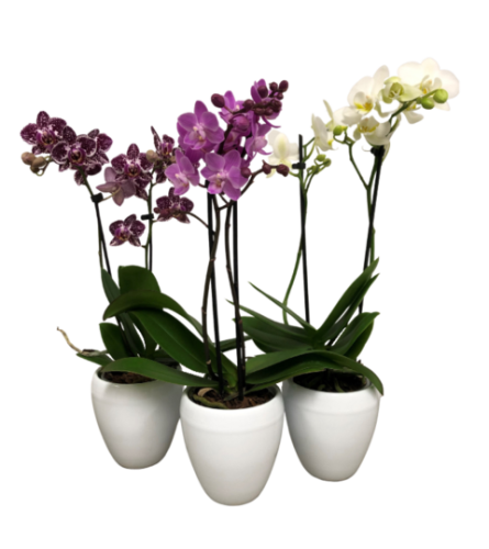 Orchid Plants - Standard. An arrangement by Nicol Florist.