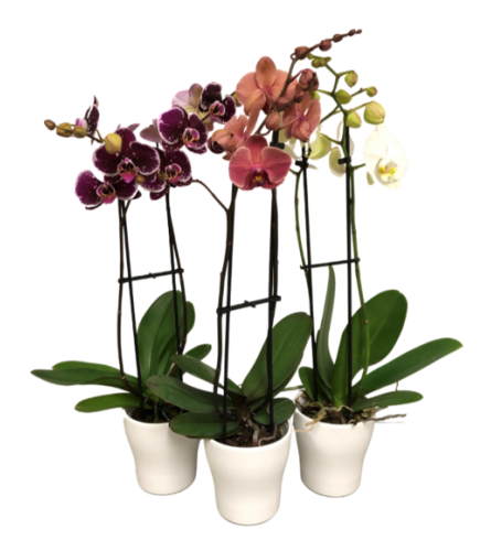 Orchid Plants