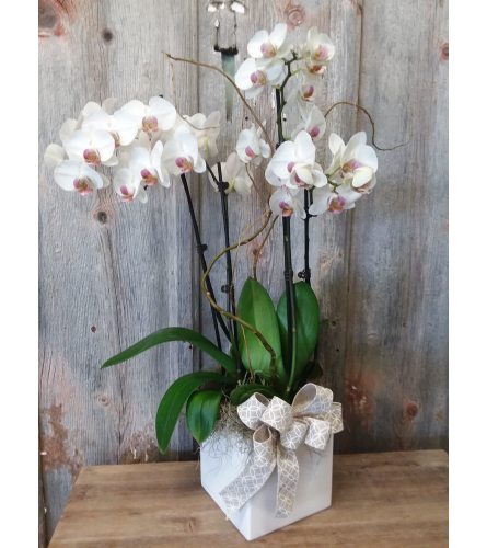 FM - Phalaenopsis Orchid Plant