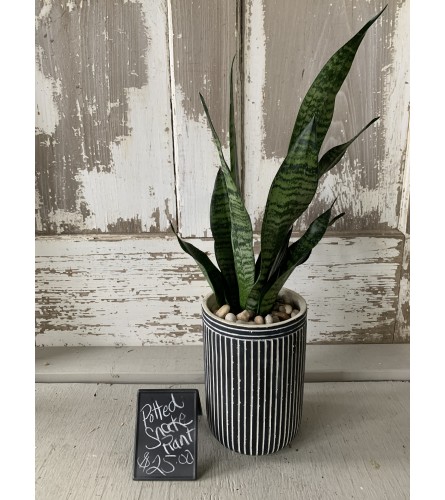 Tuxedo Snake Plant. An arrangement by Metcalfe Florist and Pleasant View Greenhouses.